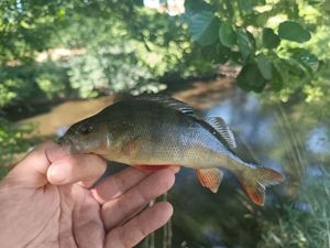 European Perch