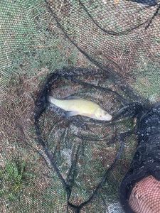 Tench