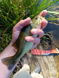 Largemouth Bass