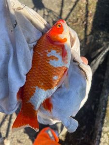 African Red Snapper