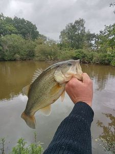 Smallmouth Bass