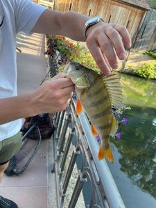 European Perch