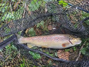 Brown Trout