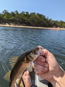 European Bass (Seabass)
