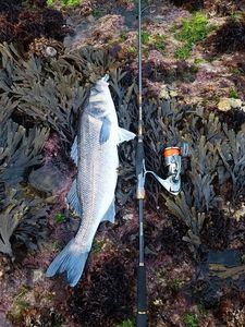 European Bass (Seabass)