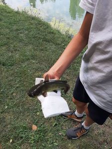 Black Bullhead