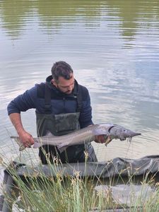 Beluga Sturgeon (European Sturgeon)