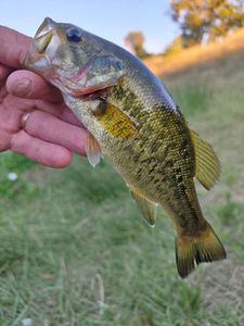 Largemouth Bass