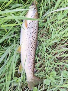 Brown Trout