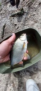 Crucian Carp