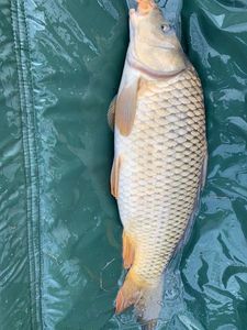 Common Carp