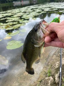 Largemouth Bass