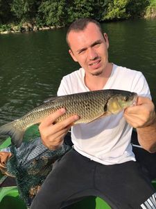 Chub