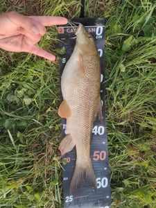 Barbel