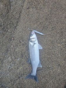 European Bass (Seabass)