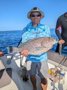 White Grouper