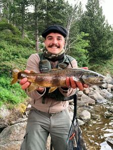 Brown Trout