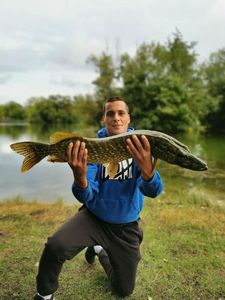 Northern Pike