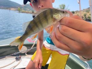 European Perch