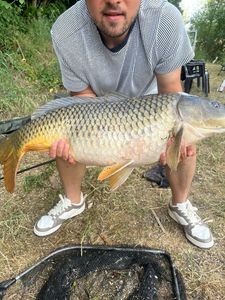 Common Carp