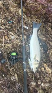 European Bass (Seabass)