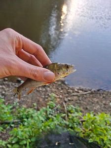 European Perch