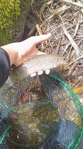 Brown Trout