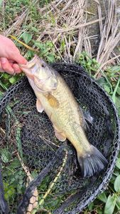 Largemouth Bass