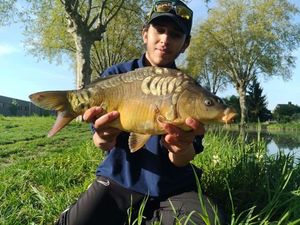 Mirror Carp