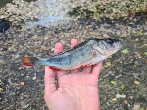 European Perch