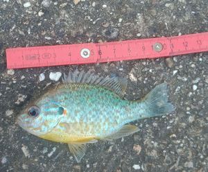 Green Sunfish