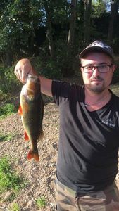 European Perch