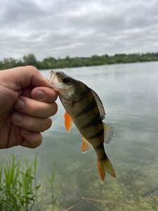 European Perch