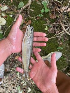 Brown Trout
