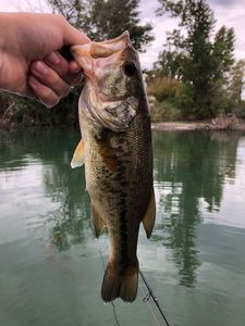 Smallmouth Bass