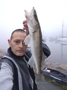 Zander