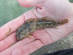 Common Intertidal Fish