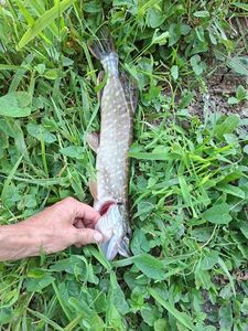 Northern Pike