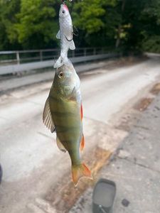 European Perch