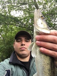 Zander