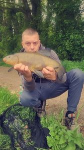 Tench