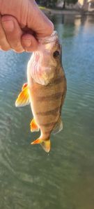 European Perch