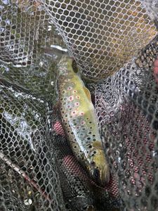 Brown Trout