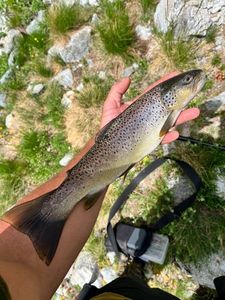 Brown Trout