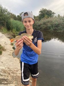 Barbel