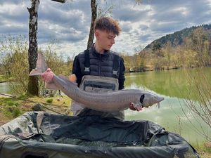Sturgeon
