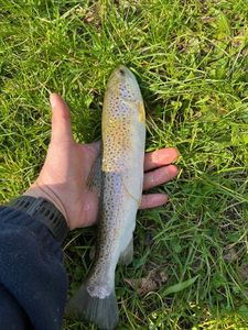 Rainbow Trout