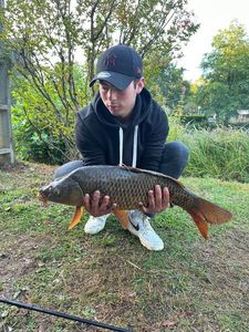 Common Carp