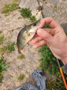European Perch