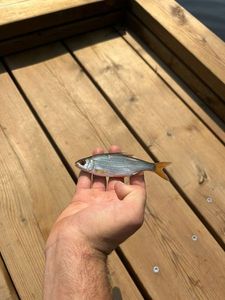 Roach